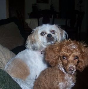 Meet your Posher, Jules